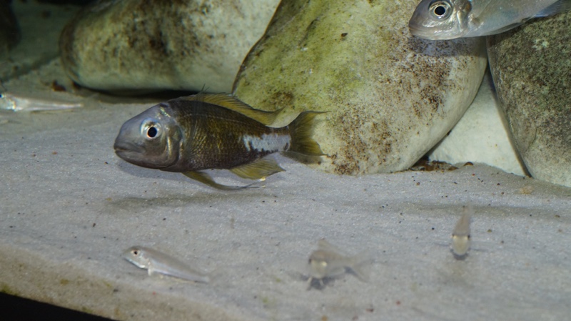 Ophthalmotilapia ventralis 'Kapampa'